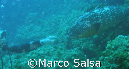 Italy. Portofino. Secca Carega. Playing with a groper !!! by Marco Salsa 